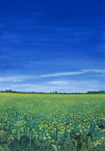 Susan's Field